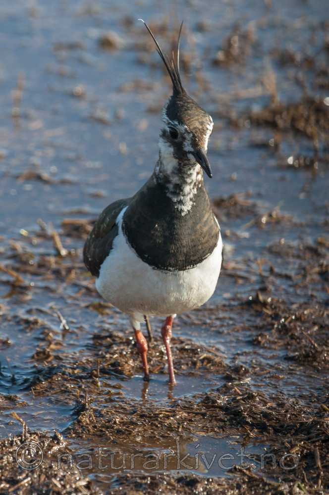 BB 10 0419 / Vanellus vanellus / Vipe