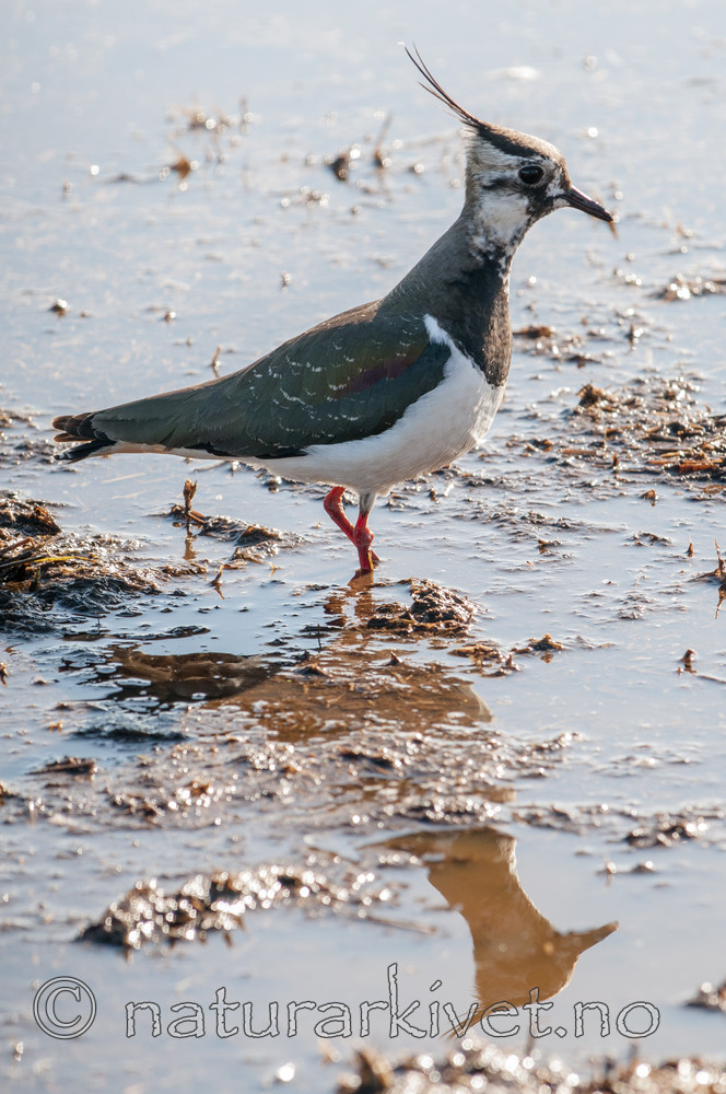 BB 10 0420 / Vanellus vanellus / Vipe