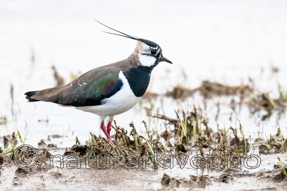 BB 10 0422 / Vanellus vanellus / Vipe