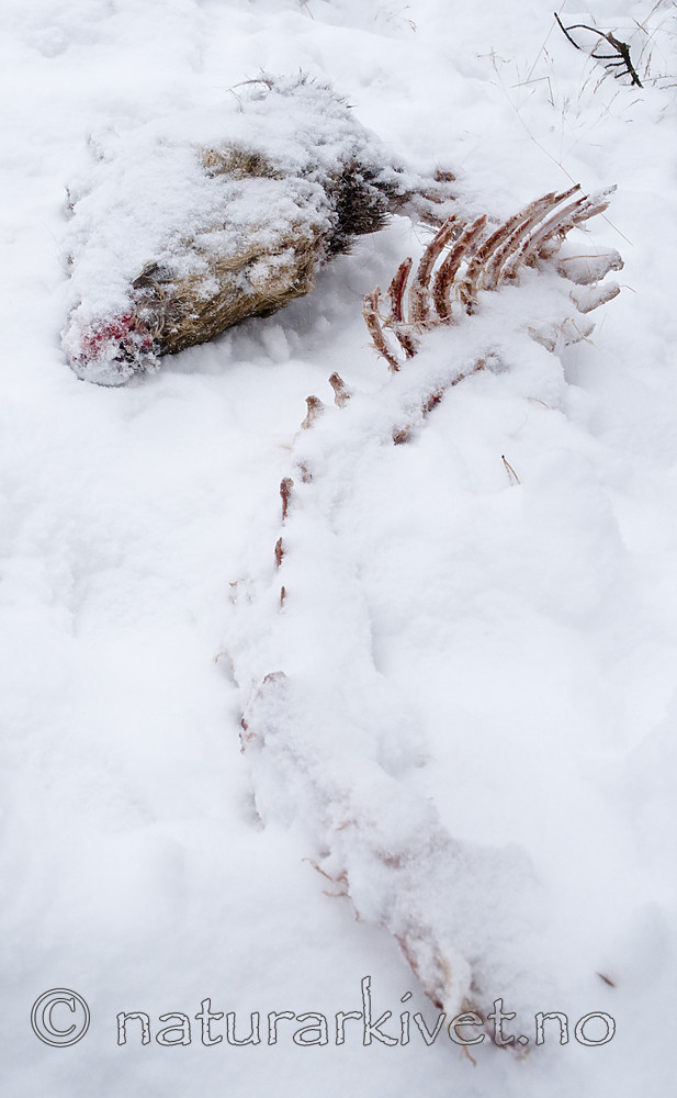 BB 10 0494 / Capreolus capreolus / Rådyr <br /> Lynx lynx / Gaupe