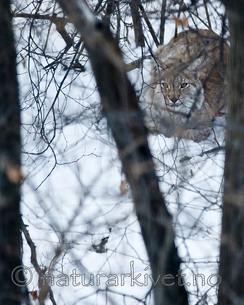 BB 10 0496 / Lynx lynx / Gaupe