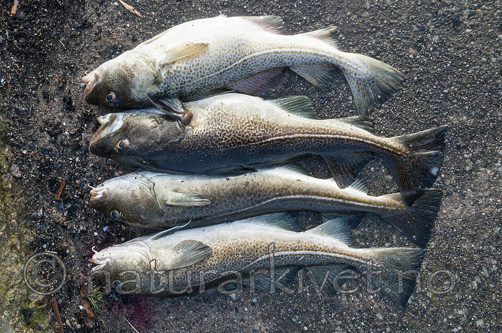 BB 10 0499 / Gadus morhua / Torsk