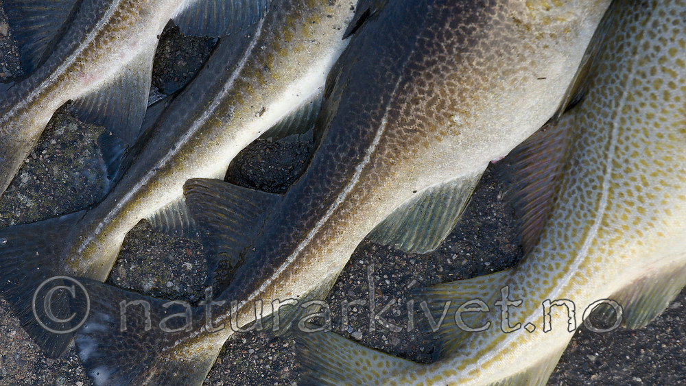 BB 10 0500 / Gadus morhua / Torsk