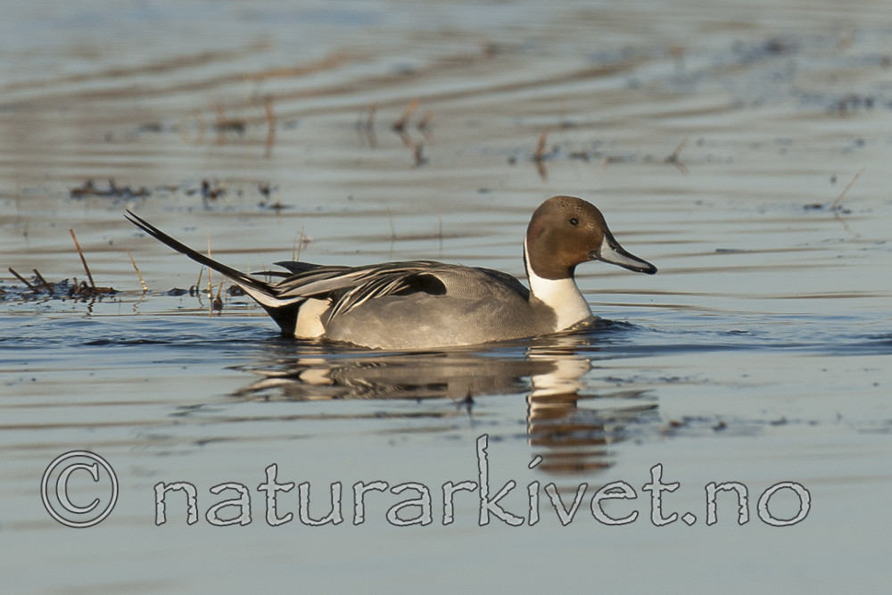 BB 10 0502 / Anas acuta / Stjertand