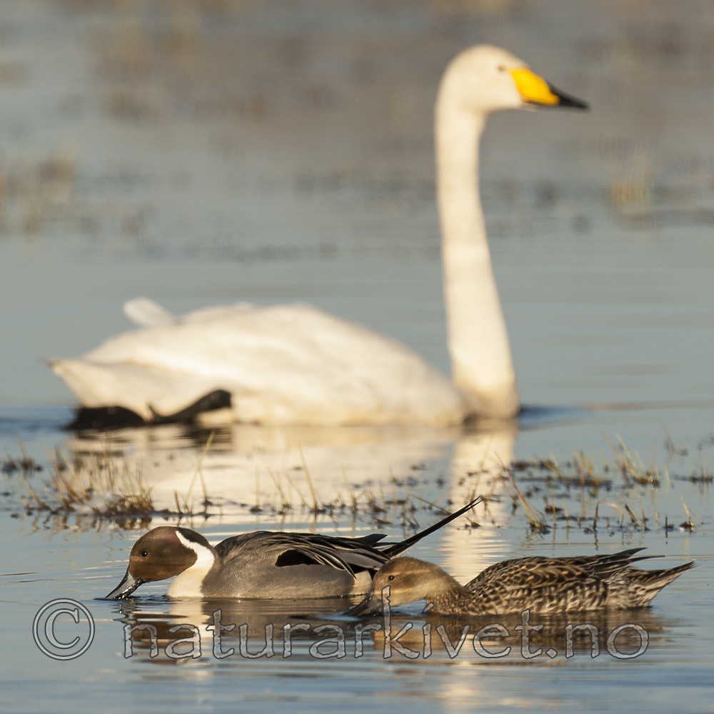 BB 10 0507 / Anas acuta / Stjertand <br /> Cygnus cygnus / Sangsvane