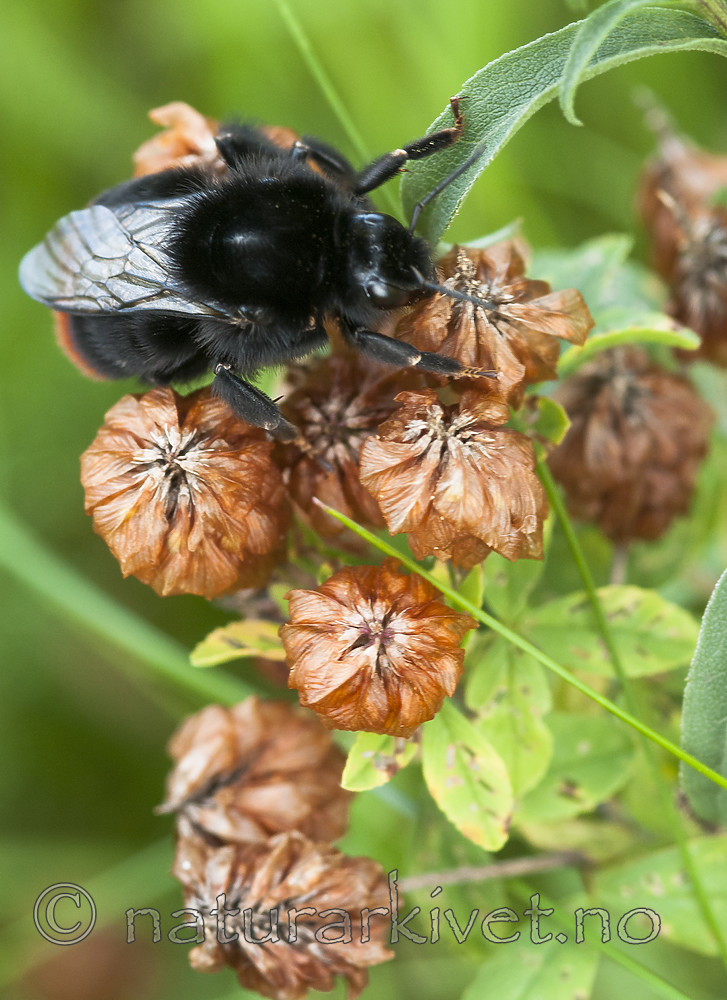 BB 10 0509 / Trifolium aureum / Gullkløver