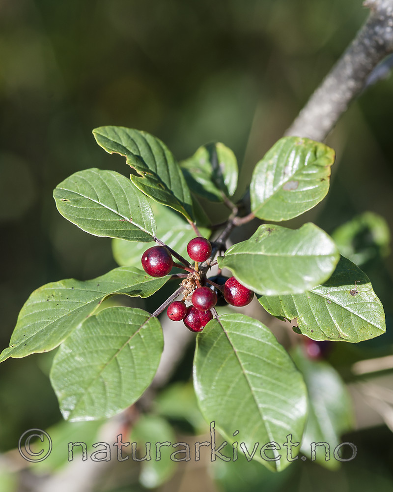 BB 10 0511 / Frangula alnus / Trollhegg