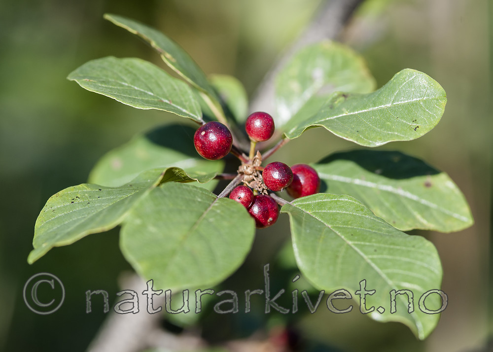 BB 10 0512 / Frangula alnus / Trollhegg