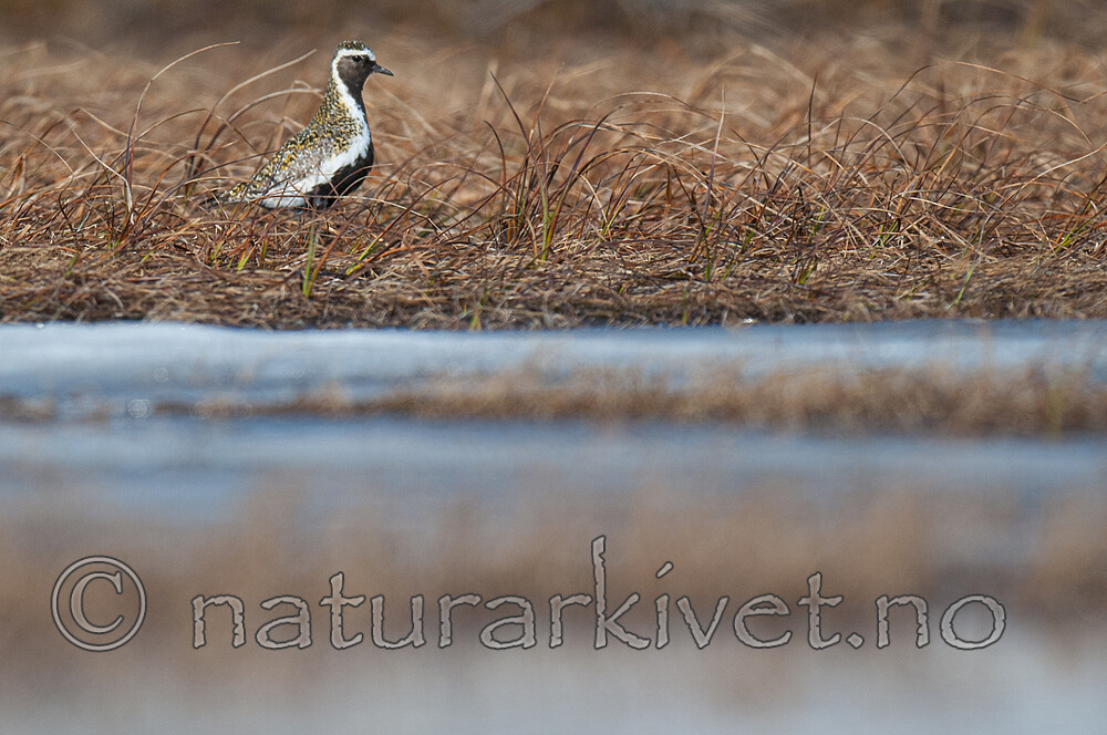 BB 10 0517 / Pluvialis apricaria / Heilo