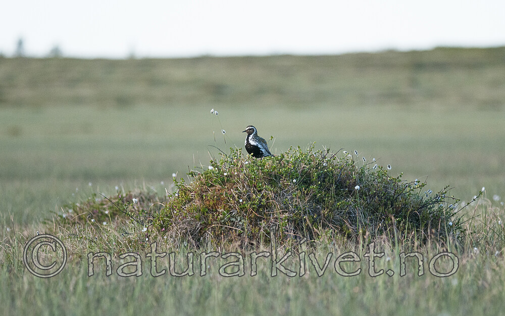 BB 10 0518 / Pluvialis apricaria / Heilo