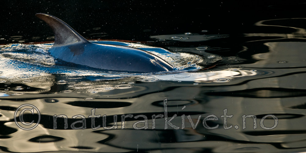 BB 11 0015 / Delphinus delphis / Gulflankedelfin