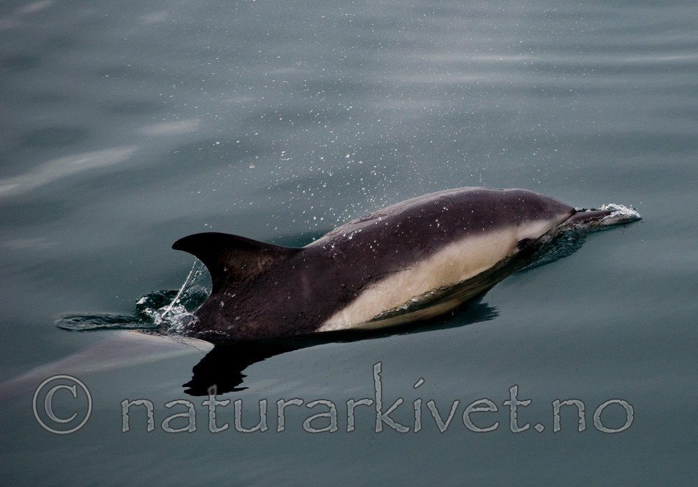BB 11 0021 / Delphinus delphis / Gulflankedelfin