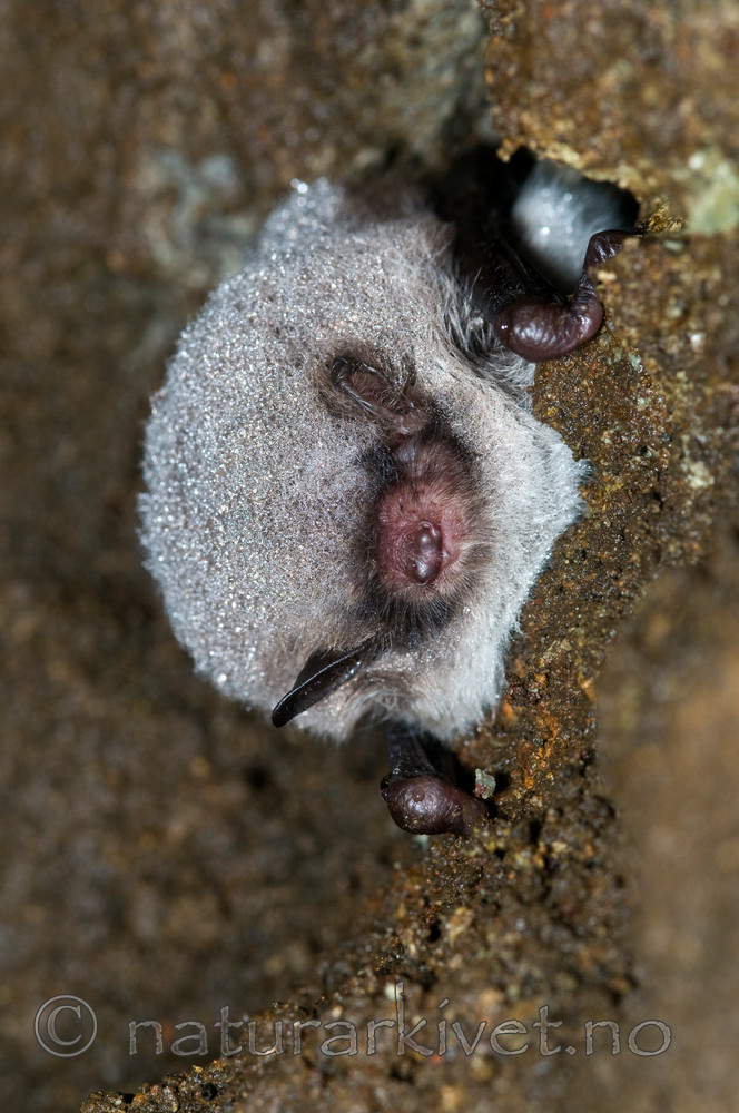 BB 11 0028 / Myotis daubentonii / Vannflaggermus