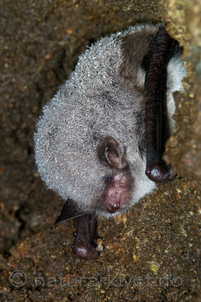 BB 11 0029 / Myotis daubentonii / Vannflaggermus
