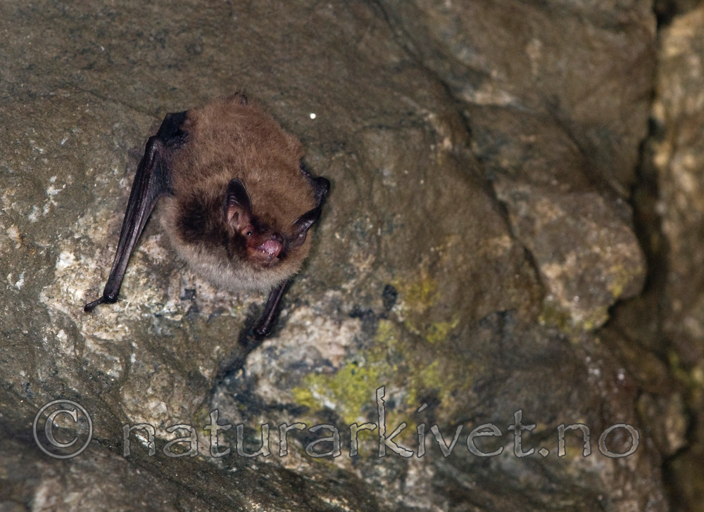 BB 11 0032 / Myotis brandtii / Skogflaggermus