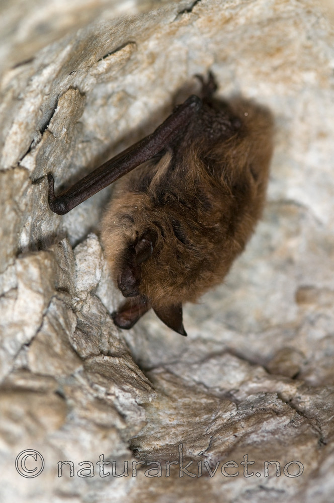 BB 11 0033 / Myotis brandtii / Skogflaggermus <br /> Myotis mystacinus / Skjeggflaggermus
