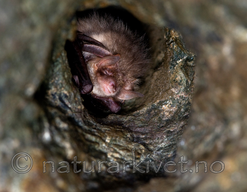 BB 11 0034 / Plecotus auritus / Brunlangøre