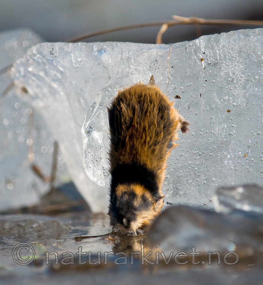 BB 11 0044 / Lemmus lemmus / Lemen