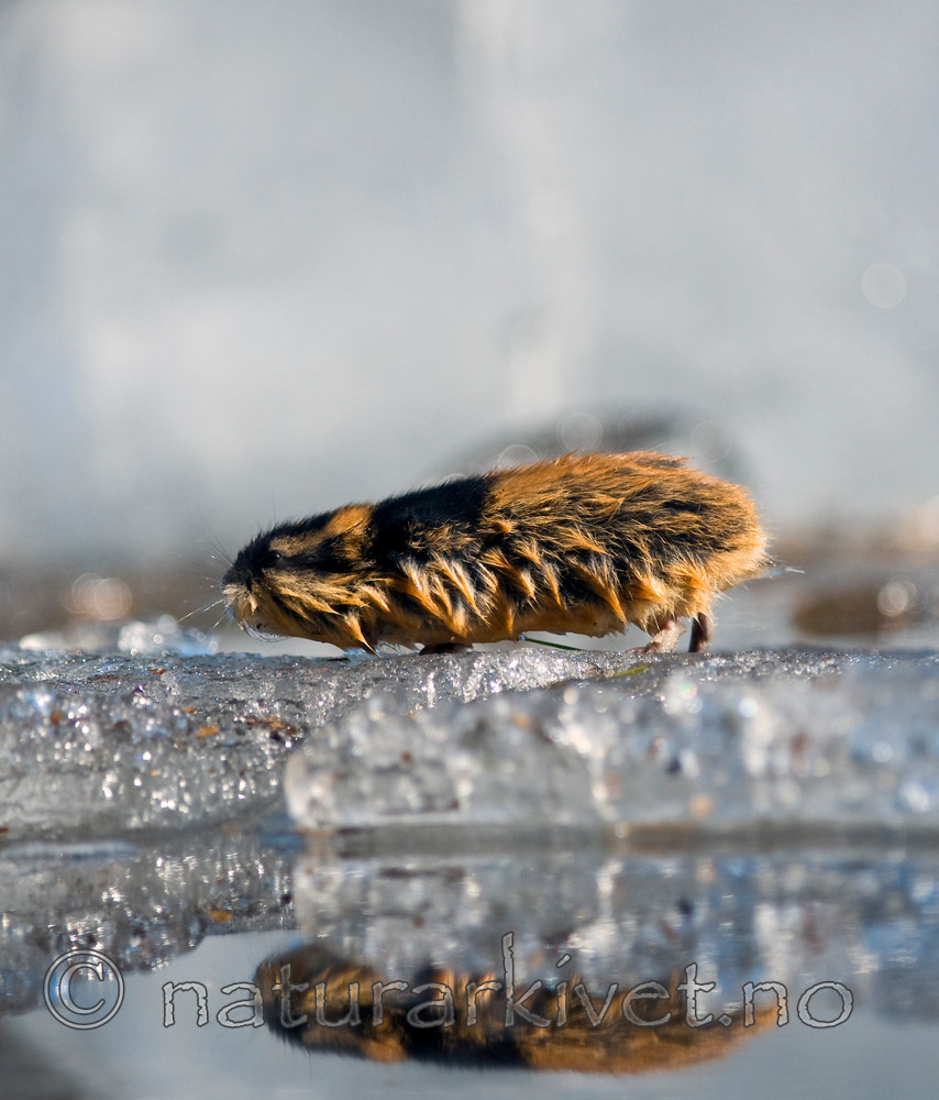 BB 11 0045 / Lemmus lemmus / Lemen