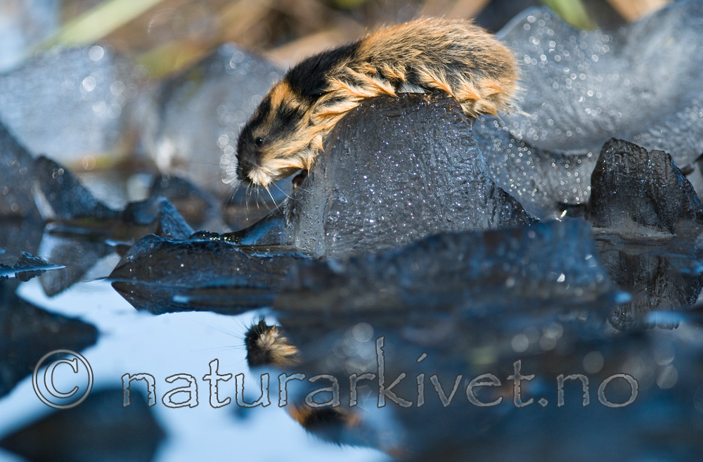 BB 11 0048 / Lemmus lemmus / Lemen