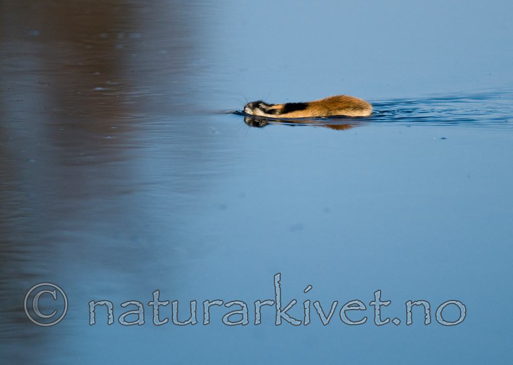 BB 11 0073 / Lemmus lemmus / Lemen