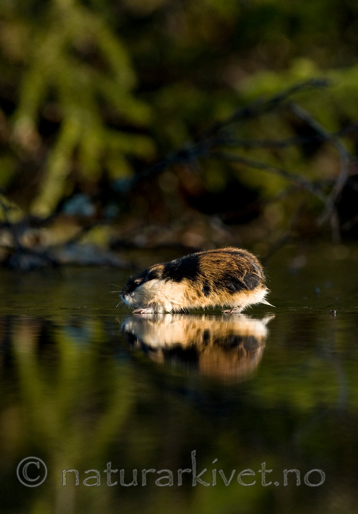 BB 11 0077 / Lemmus lemmus / Lemen