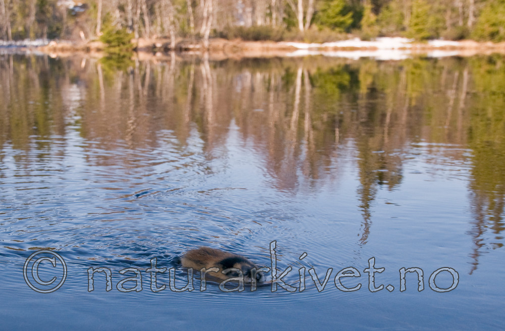 BB 11 0079 / Lemmus lemmus / Lemen