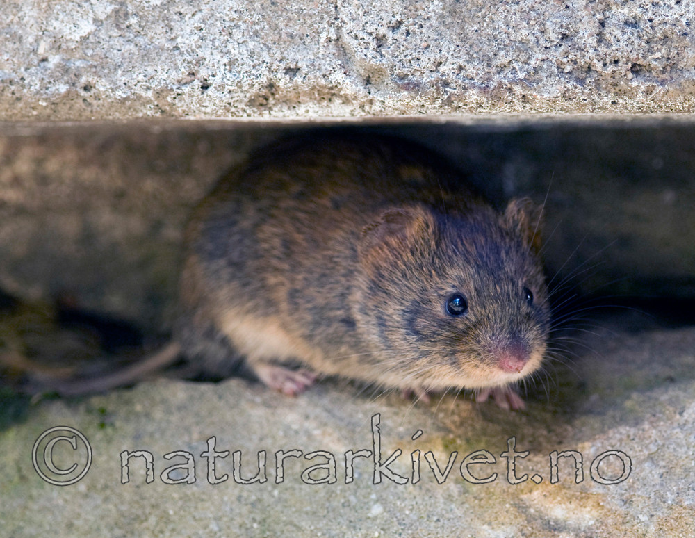 BB 11 0090 / Myodes glareolus / Klatremus