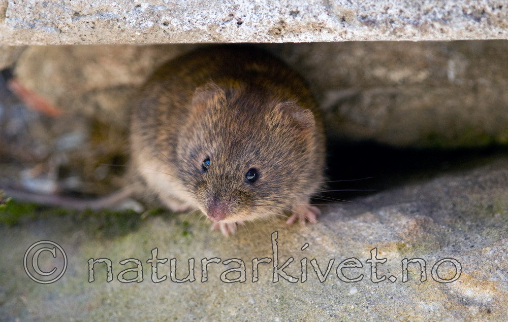 BB 11 0091 / Myodes glareolus / Klatremus