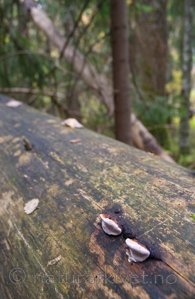 BB 11 0102 / Fomitopsis rosea / Rosenkjuke