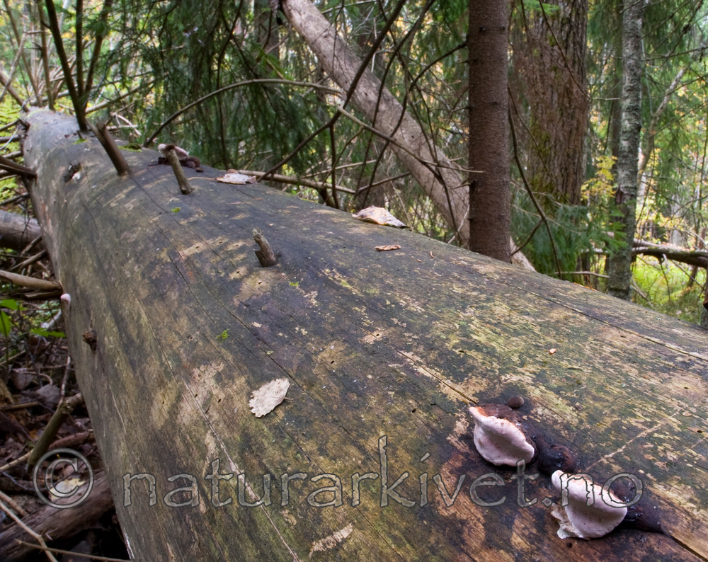 BB 11 0103 / Fomitopsis rosea / Rosenkjuke