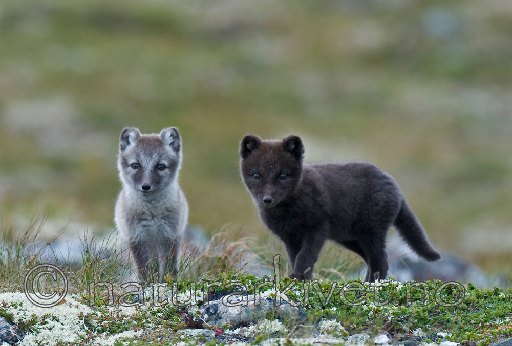 BB 11 0119 / Vulpes lagopus / Fjellrev