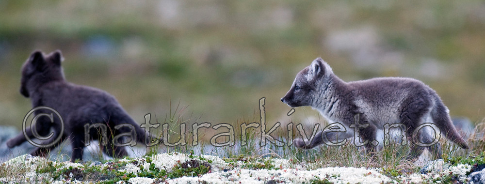 BB 11 0120 / Vulpes lagopus / Fjellrev