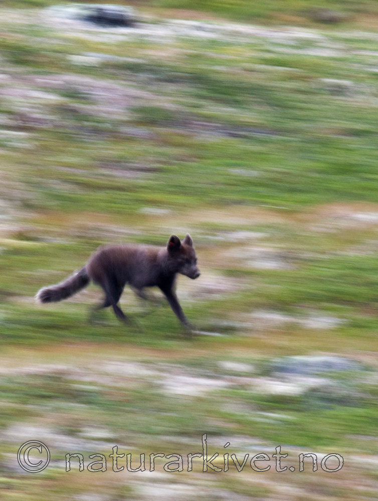 BB 11 0125 / Vulpes lagopus / Fjellrev