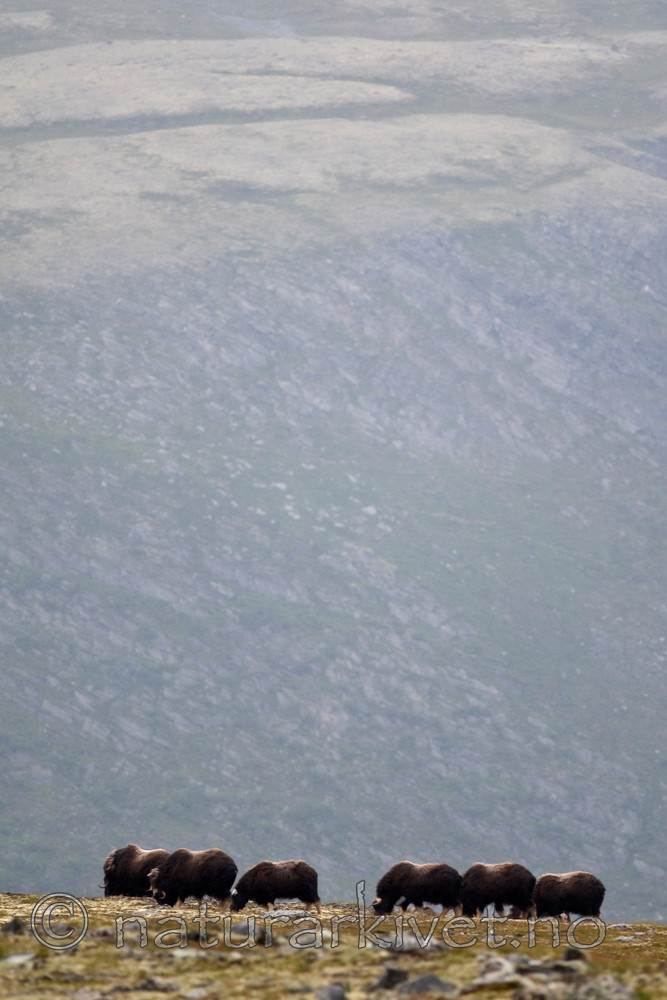 BB 11 0139 / Ovibos moschatus / Moskusfe