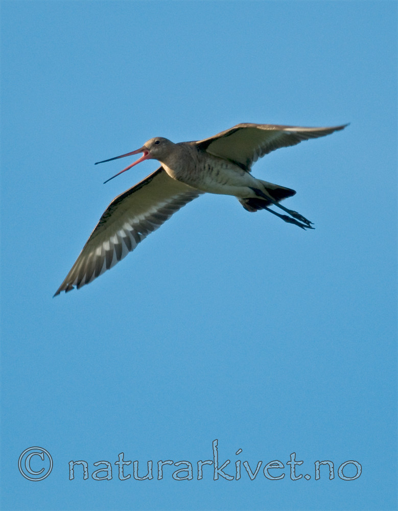 BB 11 0143 / Limosa limosa / Svarthalespove