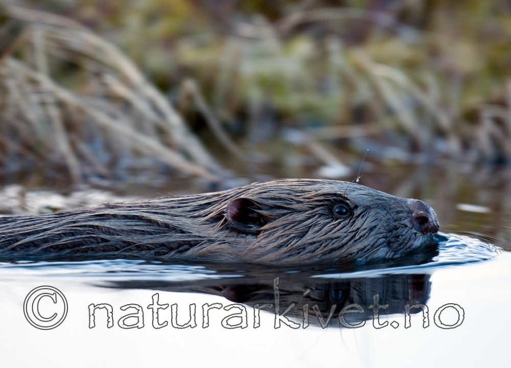 BB 11 0149 / Castor fiber / Bever