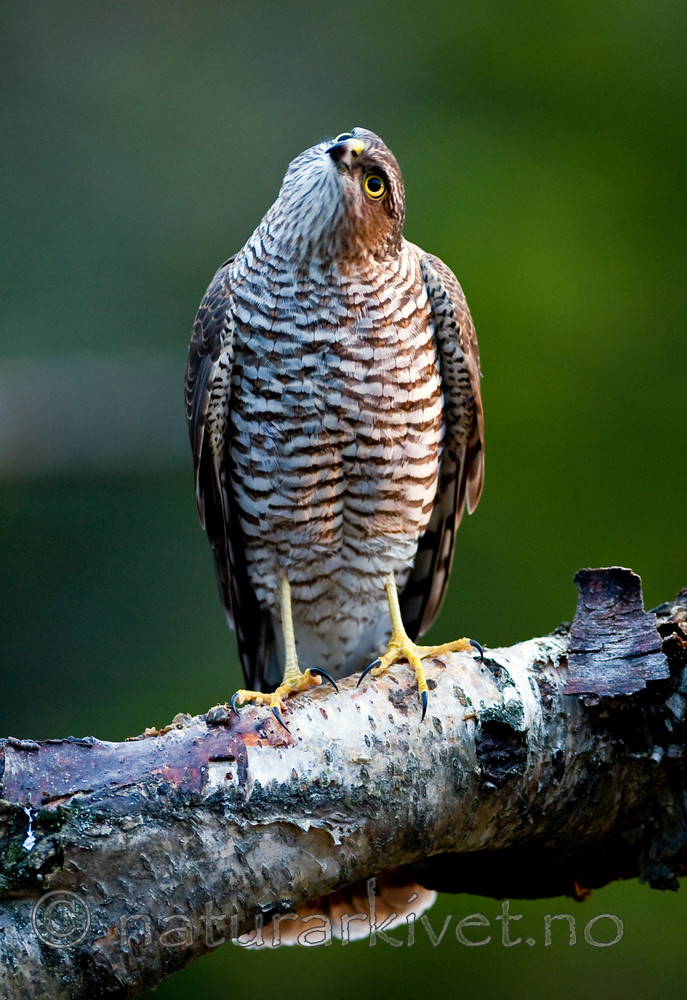 BB 11 0151 / Accipiter nisus / Spurvehauk