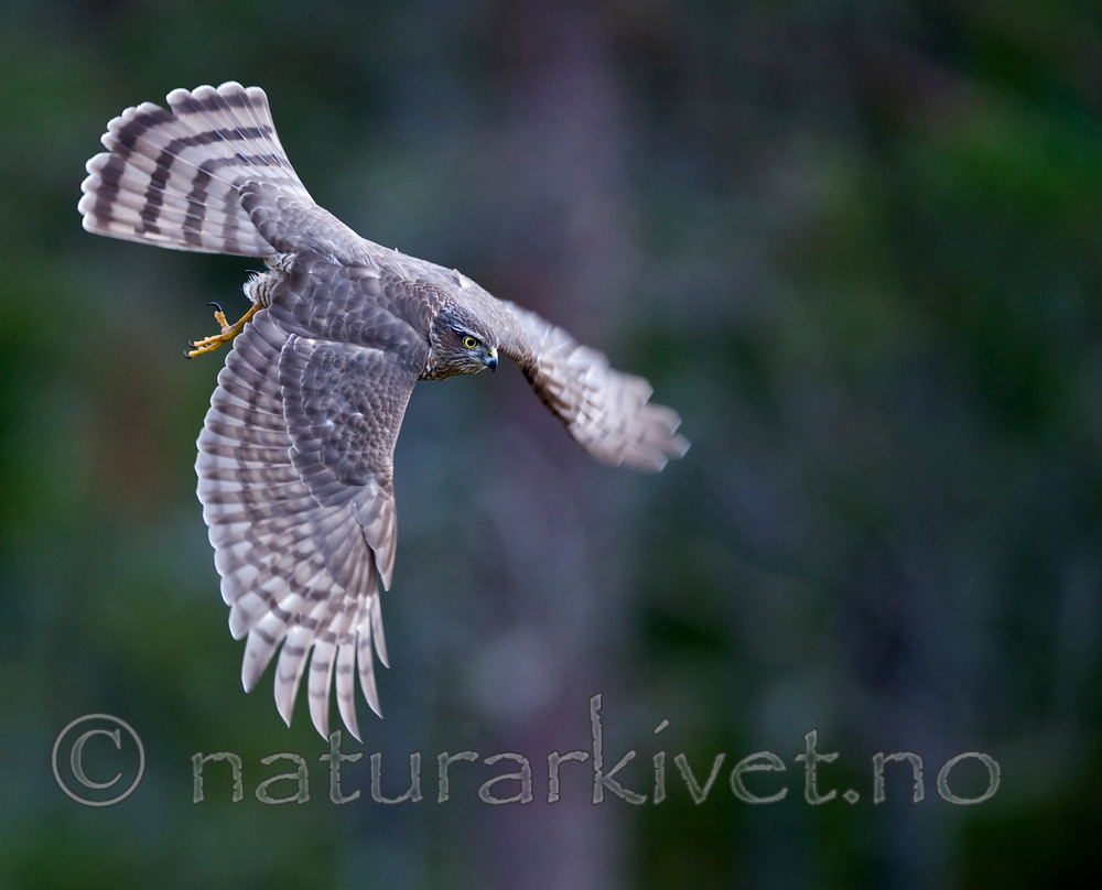 BB 11 0157 / Accipiter nisus / Spurvehauk