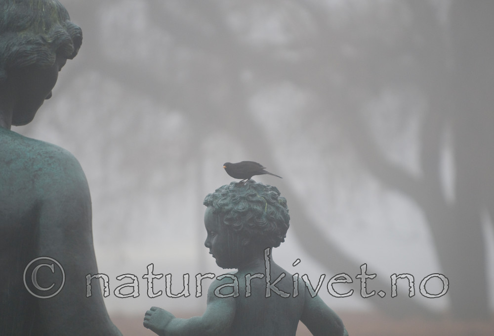 BB 11 0173 / Turdus merula / Svarttrost