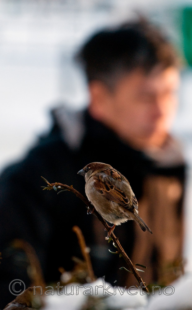 BB 11 0181 / Passer domesticus / Gråspurv