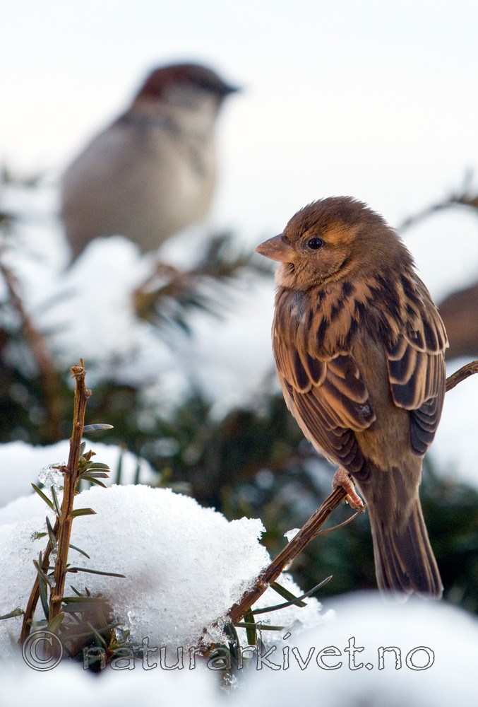 BB 11 0182 / Passer domesticus / Gråspurv