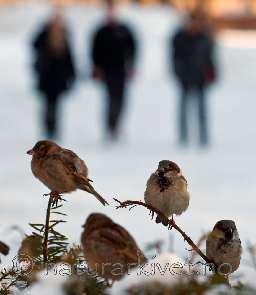 BB 11 0183 / Passer domesticus / Gråspurv