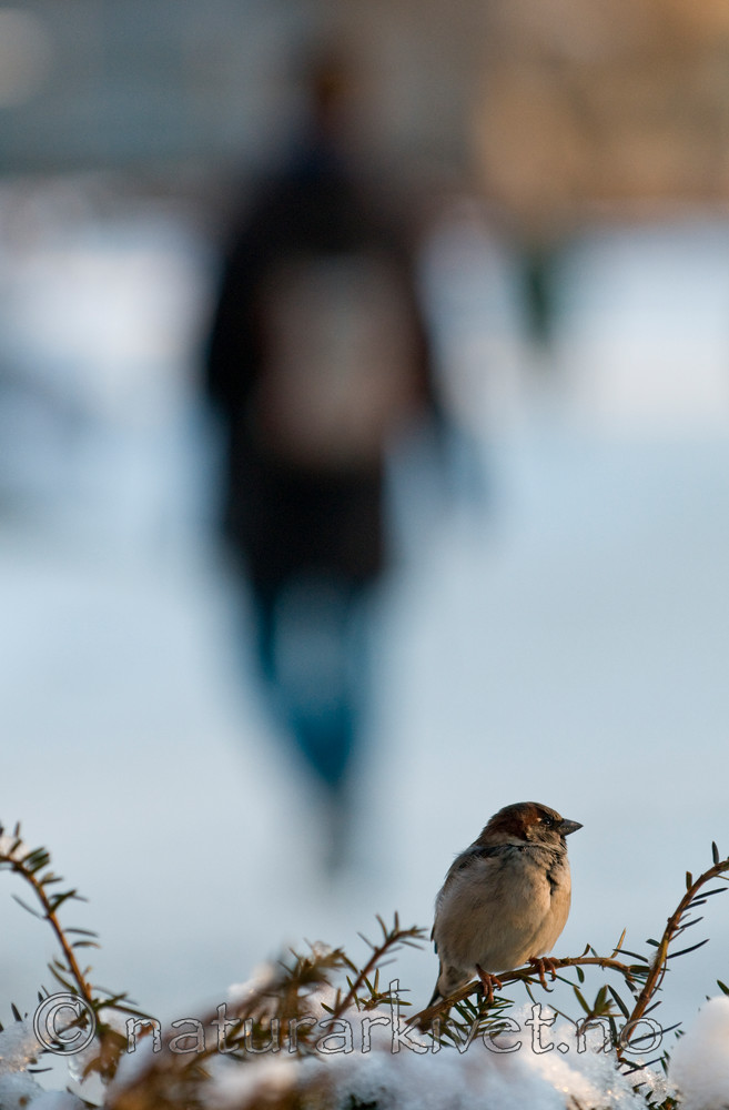 BB 11 0184 / Passer domesticus / Gråspurv