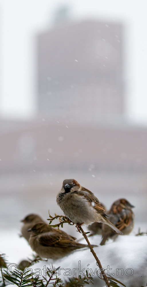 BB 11 0186 / Passer domesticus / Gråspurv