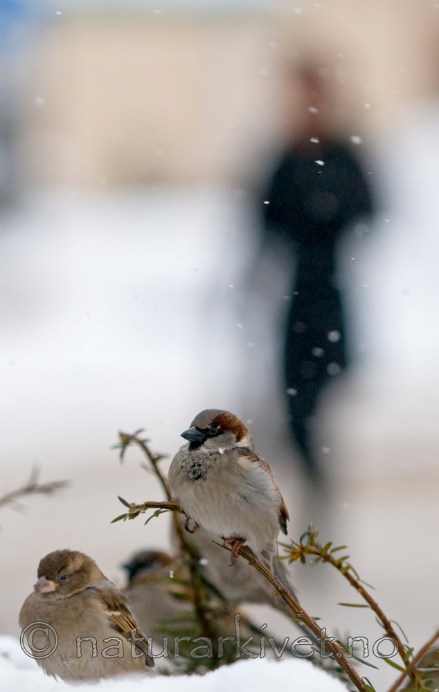 BB 11 0187 / Passer domesticus / Gråspurv