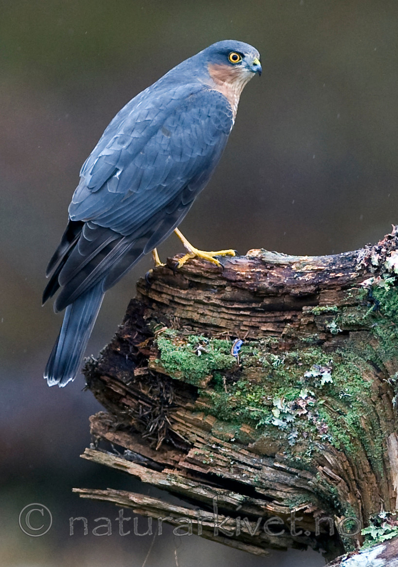 BB 11 0192 / Accipiter nisus / Spurvehauk