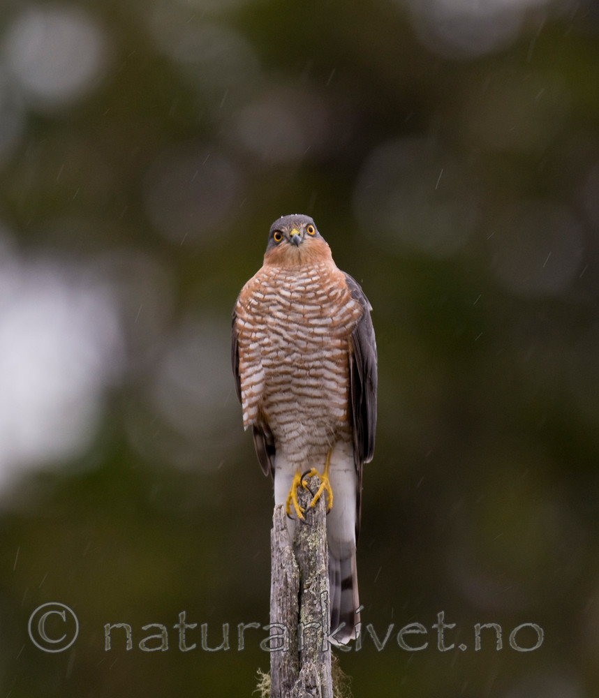 BB 11 0193 / Accipiter nisus / Spurvehauk