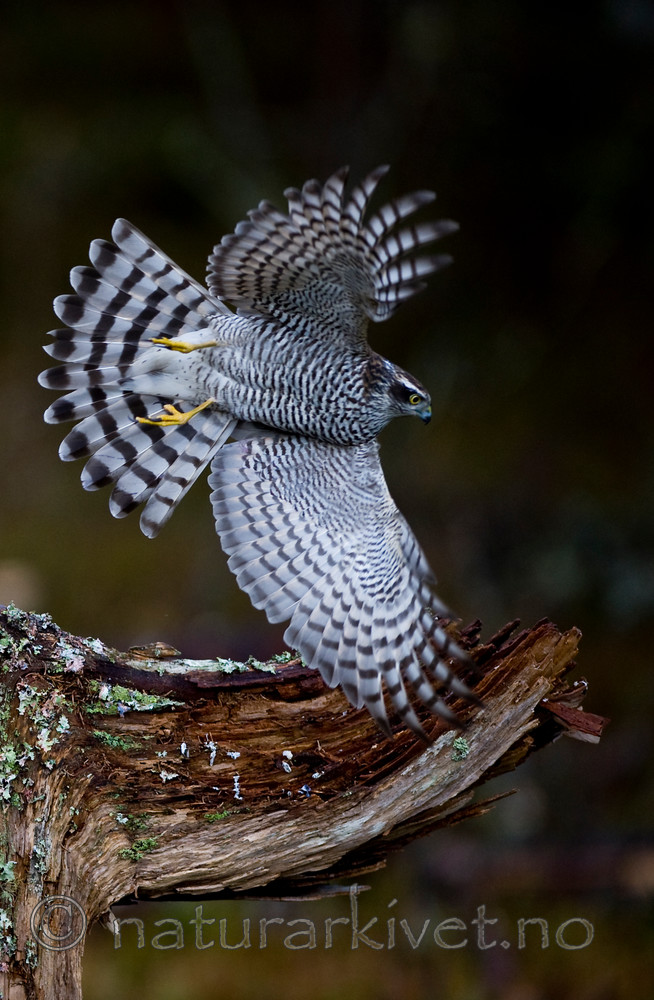 BB 11 0195 / Accipiter nisus / Spurvehauk