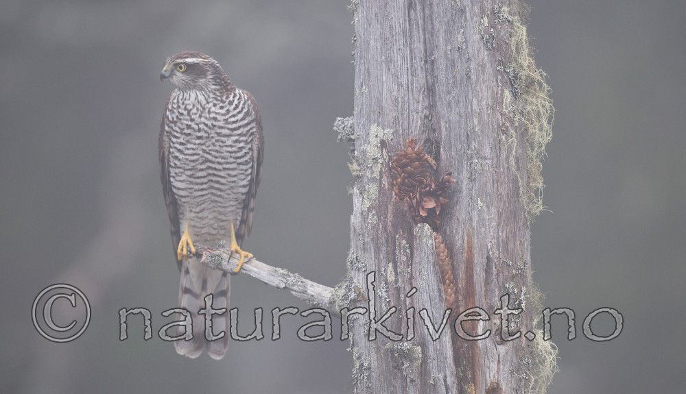 BB 11 0197 / Accipiter nisus / Spurvehauk